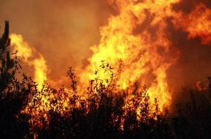 Abrantes: Incêndio consome mato em Mouriscas