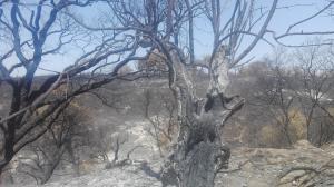 Incêndios: Quercus alerta para riscos de contaminação da água por cinzas