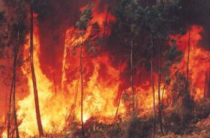 Incêndio/ Vila de Rei: Estrada Nacional 2 cortada devido ao fogo