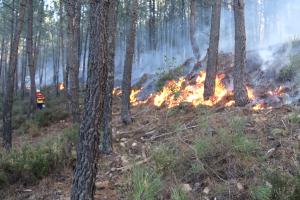 Incêndios: Governo admite “novos ajustes” na gestão florestal devido à covid-19 