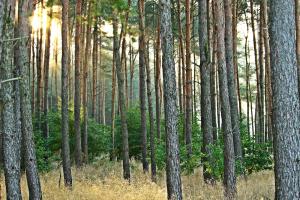 Governo regulamenta contribuição para a conservação dos recursos florestais