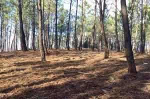 Floresta: Município de Vila de Rei estabelece protocolo com a Autoridade Tributária e Aduaneira