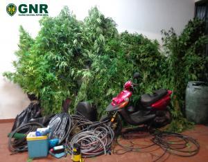 GNR de Abrantes detém individuo que cultivava cannabis 