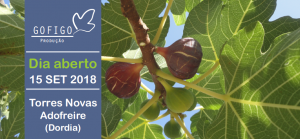 TORRES NOVAS: Projeto para revitalizar economia do figo promove “dia aberto”