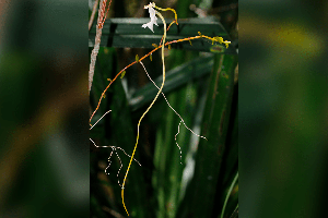 Descoberta nova espécie de orquídea de Madagáscar