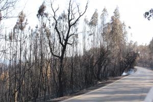 Sardoal: Em 24 horas 5 incêndios afetam o concelho 