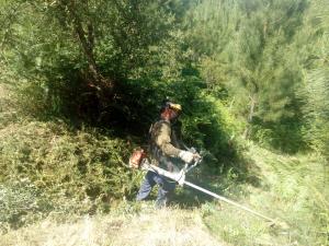 Covid-19: Governo prorroga prazo para limpeza das florestas até 30 de abril