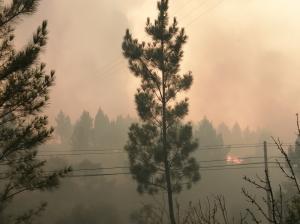 Incêndio em Tomar perto das povoações de Casal Nova e Paio de Avis em resolução