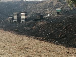 Incêndios: Governo estima haver entre 200 e 300 agricultores afetados em Mação e Vila de Rei