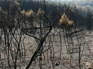 Incêndios: Um terço dos fogos deste ano tiveram como causa queima e queimadas