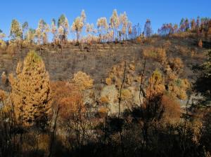 Incêndios: Aldeia de Proença-a-Nova reconverte áreas florestais em agrícolas