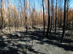 Incêndios: Mação congratula-se por passo dado com plano de recuperação florestal