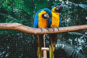 Avisan, Exposição de Aves e Animais de Companhia até domingo em Santarém
