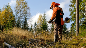 Vila de Rei: Município aprova regulamento sobre uso de fogo e limpeza de terrenos 