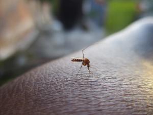Investigador alerta para o risco de a dengue chegar a Portugal além dos casos importados
