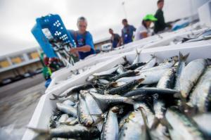 Pesca da sardinha proibida a partir de hoje