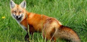 Região: Caçadores defendem que batidas à raposa servem para “equilíbrio” das espécies