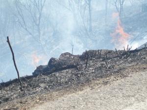 Gavião: Incêndio “está praticamente dominado” – autarca 