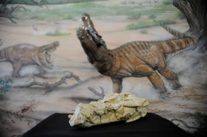 Cinco espécies de antepassados de crocodilos viveram há 150 milhões de anos na Lourinhã