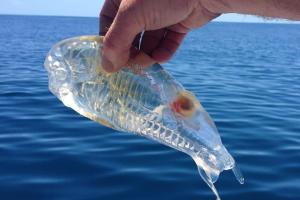 Organismo parecido às medusas que tem sido detetado junto à costa algarvia é inofensivo