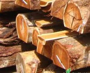 SERTÃ: Projeto quer valorizar madeira de acácia para ser mais fácil combater a espécie