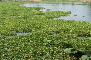 Remoção de praga de jacintos de água no rio Sorraia começa na próxima semana