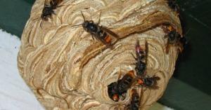 Mação: Proteção Civil preocupada com existência de vespa velutina no concelho
