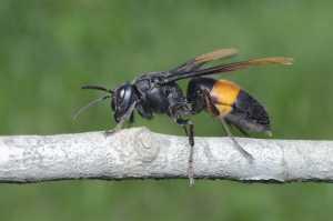 Municípios com mais 400 mil euros para destruir ninhos de vespa asiática