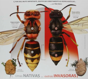 Município de Tomar emite comunicado sobre proliferação da vespa asiática