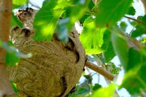Vespa asiática: Dois ninhos destruídos no Pego e um detectado em Tramagal 