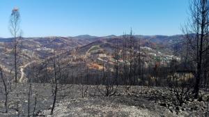 Incêndios: Reforma da floresta avança no pior ano de fogos em Portugal